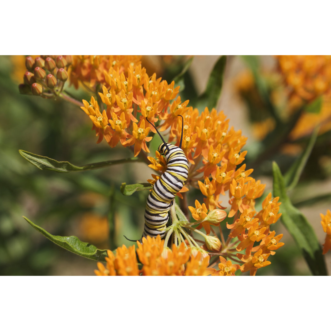 Monarch Caterpillar In The Sun von YinYang - Druck