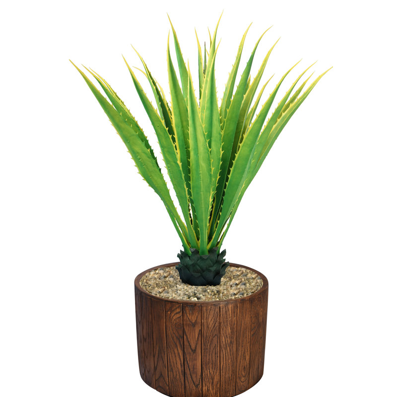 Agave en pot Panama