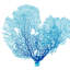 Blue Seafan Coral II Print by Sofia Fox-26931123-26931121