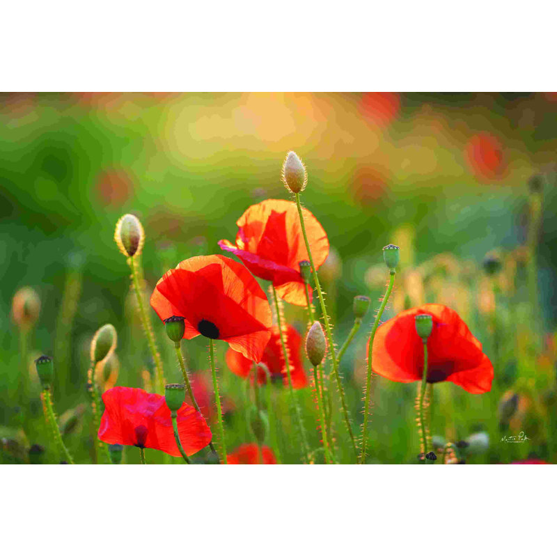 Champ de coquelicots III, H 20 po x l 30 po, Non, Cadre flottant doré