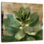 Harnek Succulent I-109210355