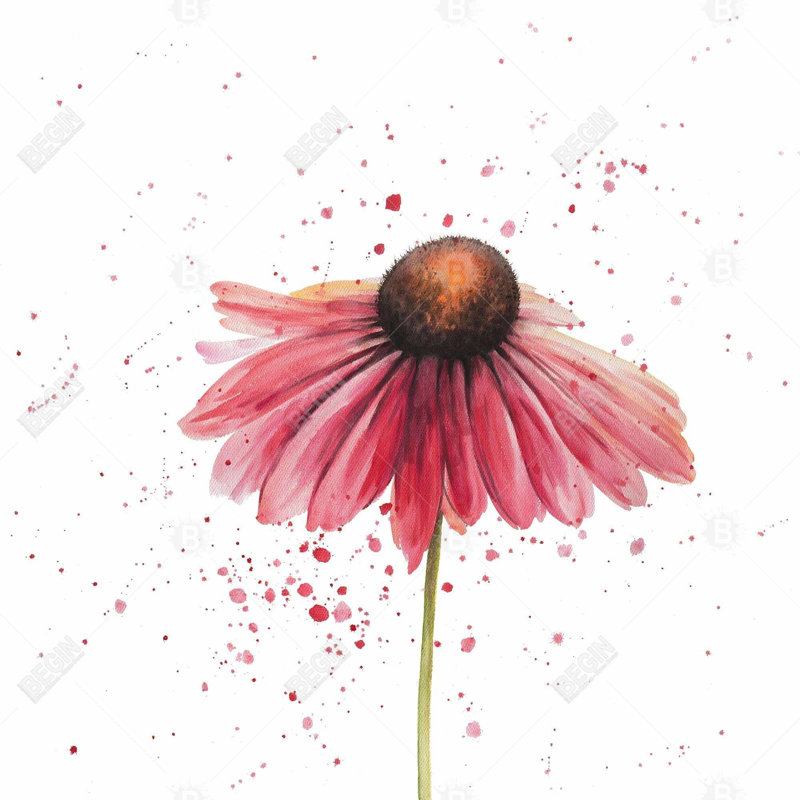 " Pink Daisy "