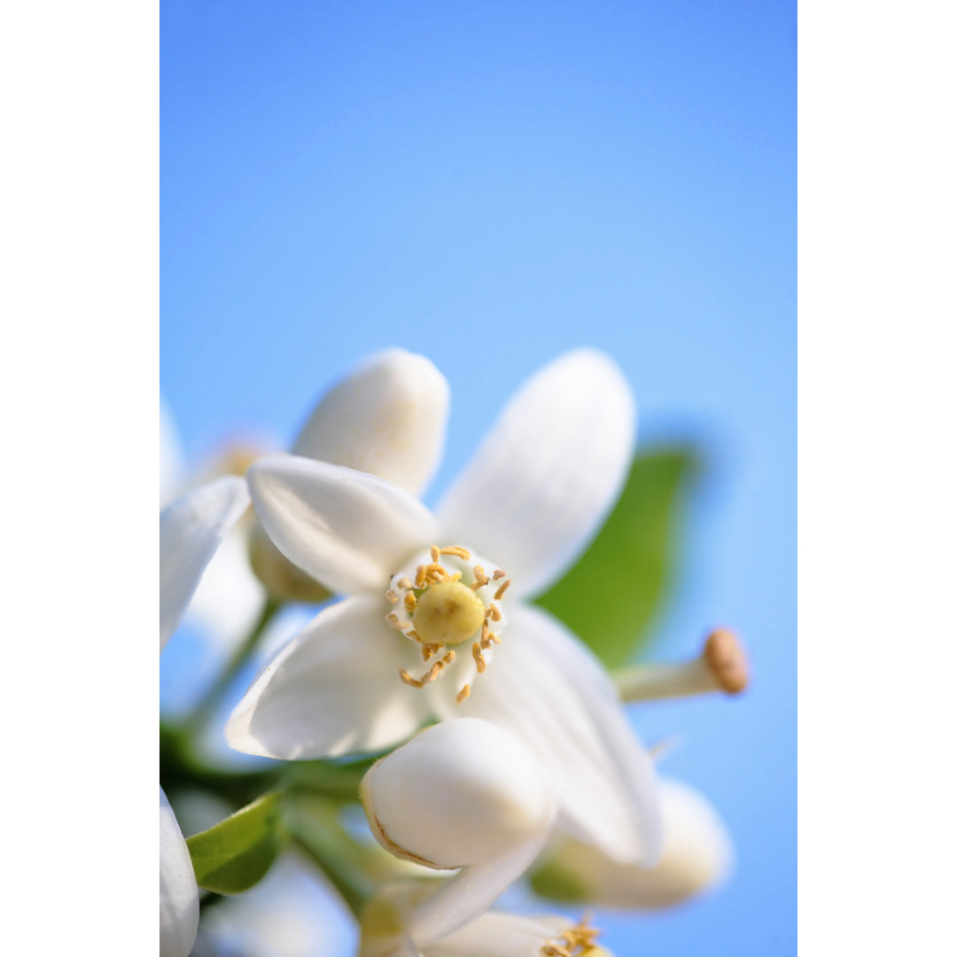 Orangenblüte gegen einen blauen Himmel