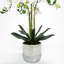 Centres de table orchidées phalaenopsis en pot