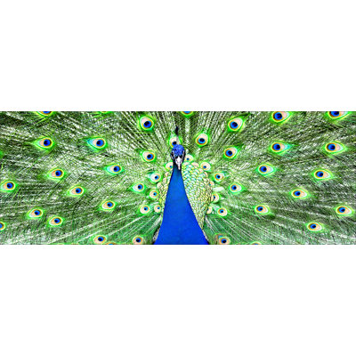 Der Pfau - No Frame Rectangle Painting