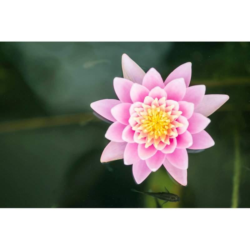 Pink Lotus Flower by Kenkuza - Wrapped Canvas Print, 30cm H x 46cm W