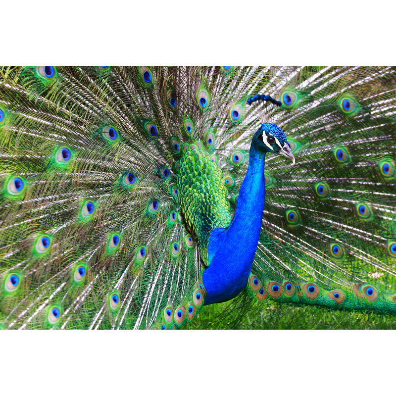 Indian Peacock by Agustavop - No Frame Art Prints on Canvas, 30cm H x 46cm W