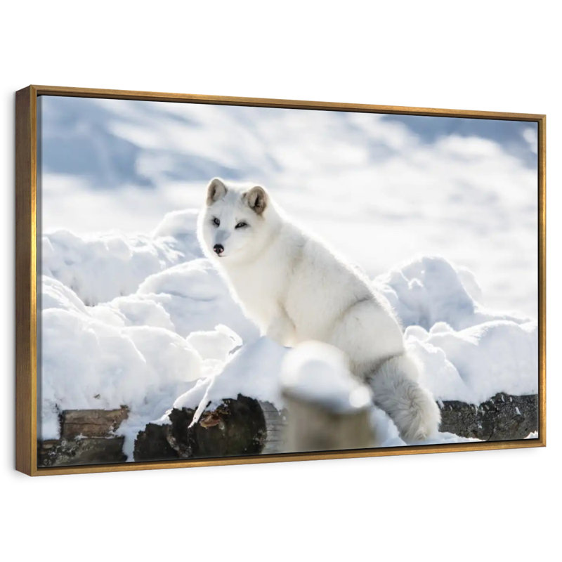 Renard arctique, 46 po x 31 po, Cadre flottant doré