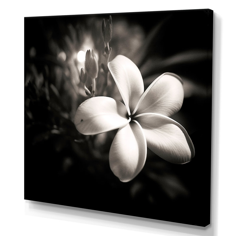 Spectrum Wild Moonlight Plumeria Beauty sur toile, H 16 po x l 16 po x P 1 po, Toile tendue
