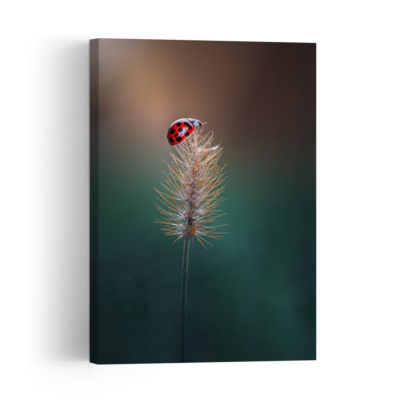 Red Ladybug Perched Delicate Peaceful Serene Ladybug Nature Plant Wall Art Print 1 Piece Wrapped Canvas Wall Art