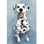 « ecstatic dalmatien » par parvez taj,-reproduction d’art sur toile tendue-1504144442