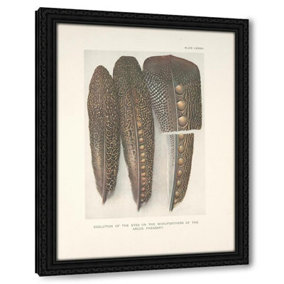 Évolution des yeux sur les plumes des ailes du faisan Argus. (1800-1922)