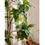 Plantes et arbres en plastique vert 9,65 po