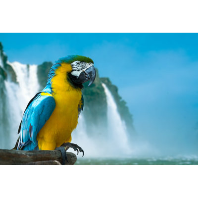 Blue And Yellow Macaw - Wrapped Canvas Print