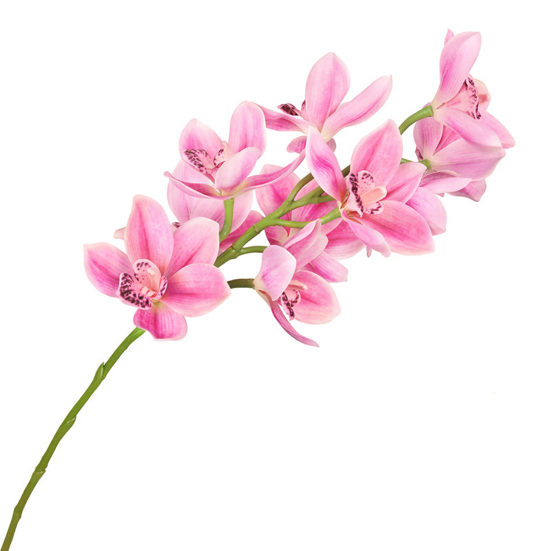 Tige d'orchidée Cymbidium, Rose