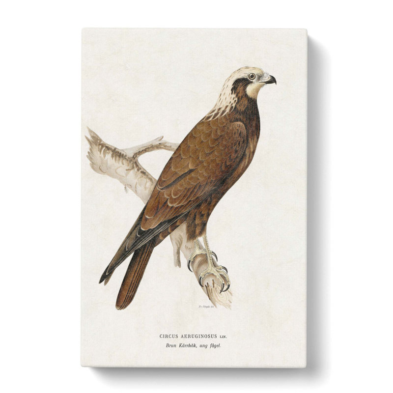 Marsh Harrier by Von Wright - Wrapped Canvas Print, 76cm H x 50cm W x 3cm D