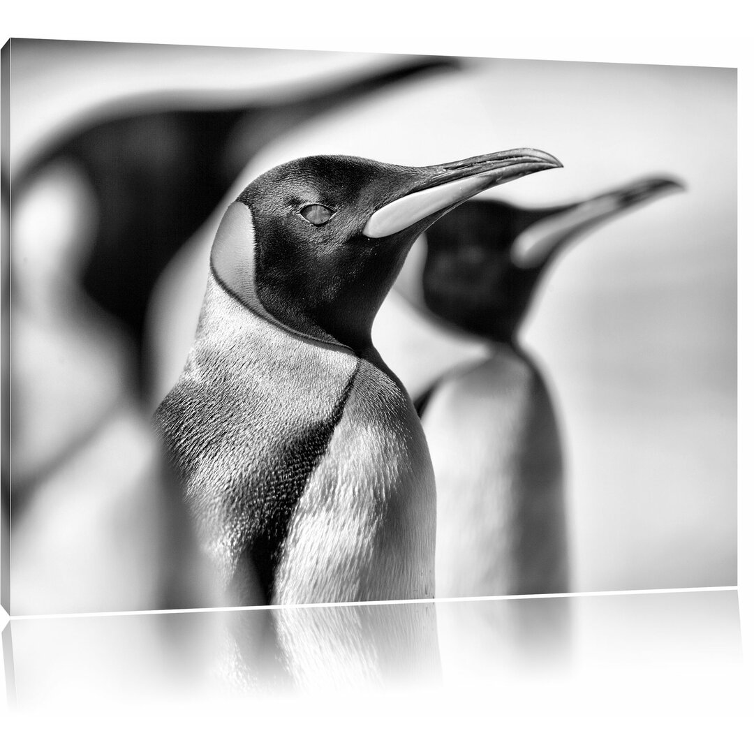 Leinwandbild Pinguine in Monochrom