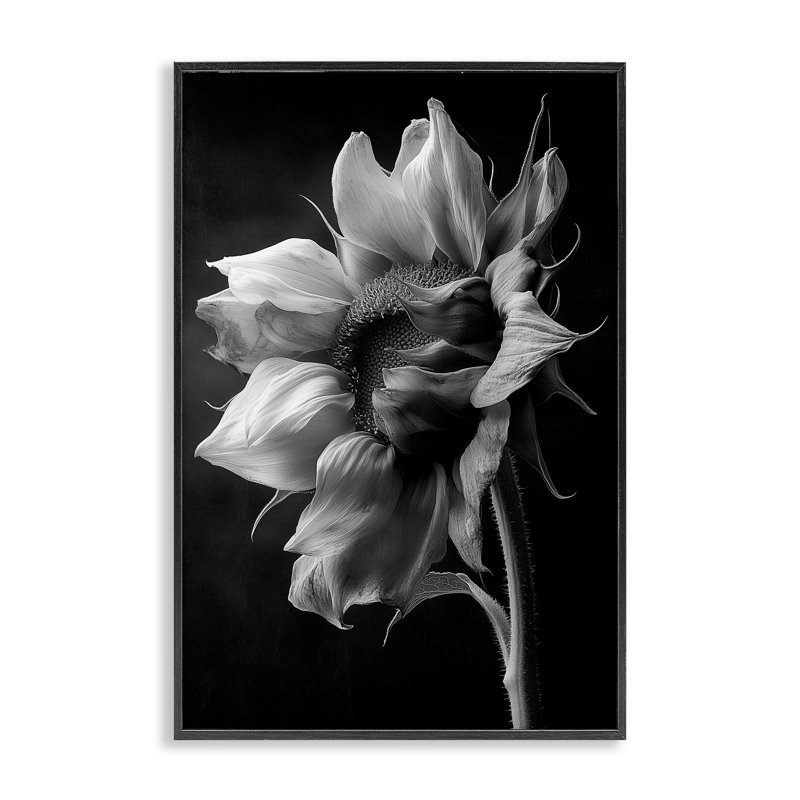 Giclée de tournesol Stark Contrast, conception par Annabelle Hall, H 18 po x l 12 po, Giclée encadrée noir minuit