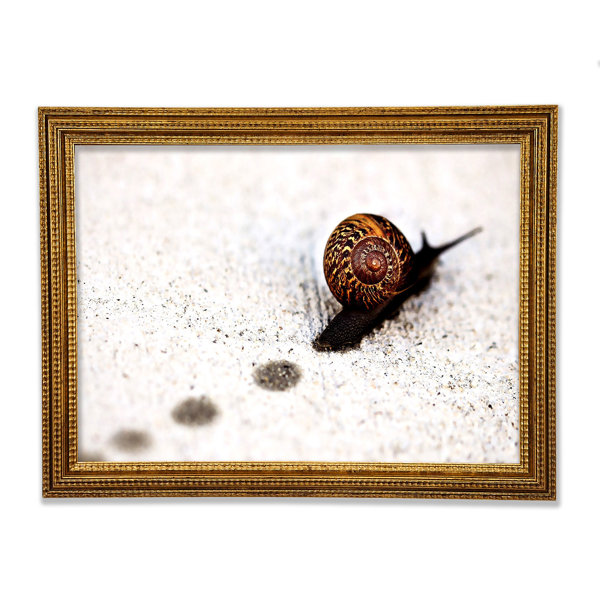 Ebern Designs Snail Track Macro - Single Picture Frame Print | Wayfair ...