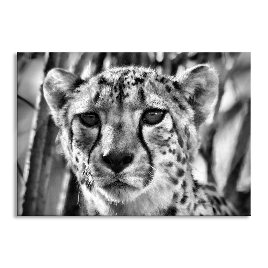 Glasbild Junger Gepard im Dschungel