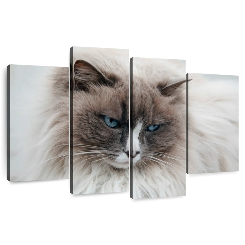 Brampt Himilayan Cat Close Up In Iceland, 22" H x 36" W