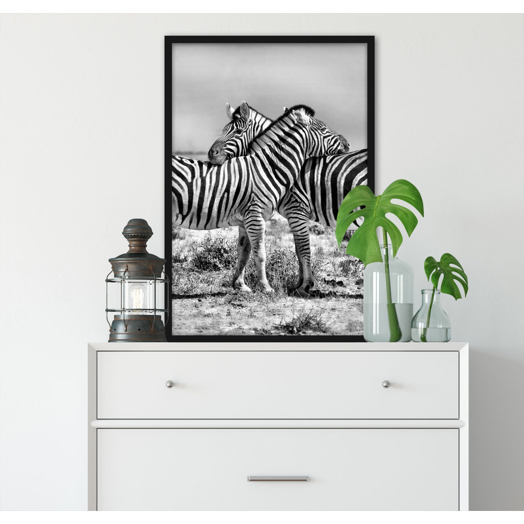 Gerahmter Fotodruck Schmusende Zebras