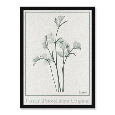 Jeanette "Parsley II" Print by Albert Koetsier