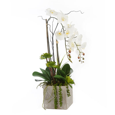 Arrangement floral orchidée véritable en pot