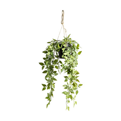 Faux Devil's Ivy (Scindapsus Aureus) Plant in Pot