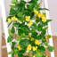 2 plantes suspendues artificielles, fausses plantes suspendues Pothos avec fleurs jaunes pour un décor intérieur et extérieur (sans paniers)-129059708