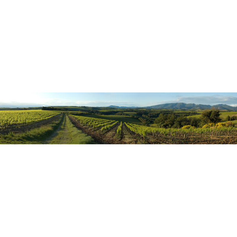 Field Of Vineyards by ML846 - Wrapped Canvas Print, 30cm H x 46cm W