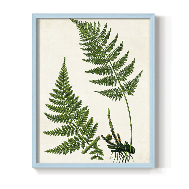 Impression encadrée Fern II - bois massif, Bleu, H 30 po x l 24 po
