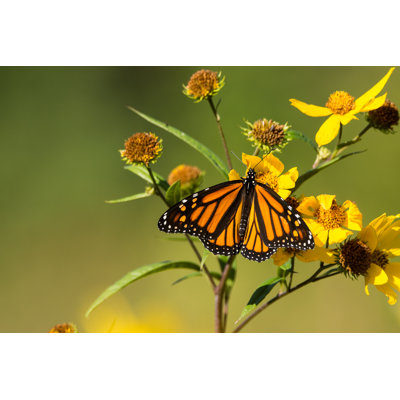 Geocron Butterfly - Wrapped Canvas Print