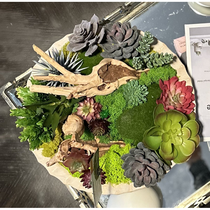 Succulent Design on White Circular Wood Vase | Rare Succulents and Small Plants