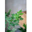 Arbre Polyscias Fruticosa-112273773