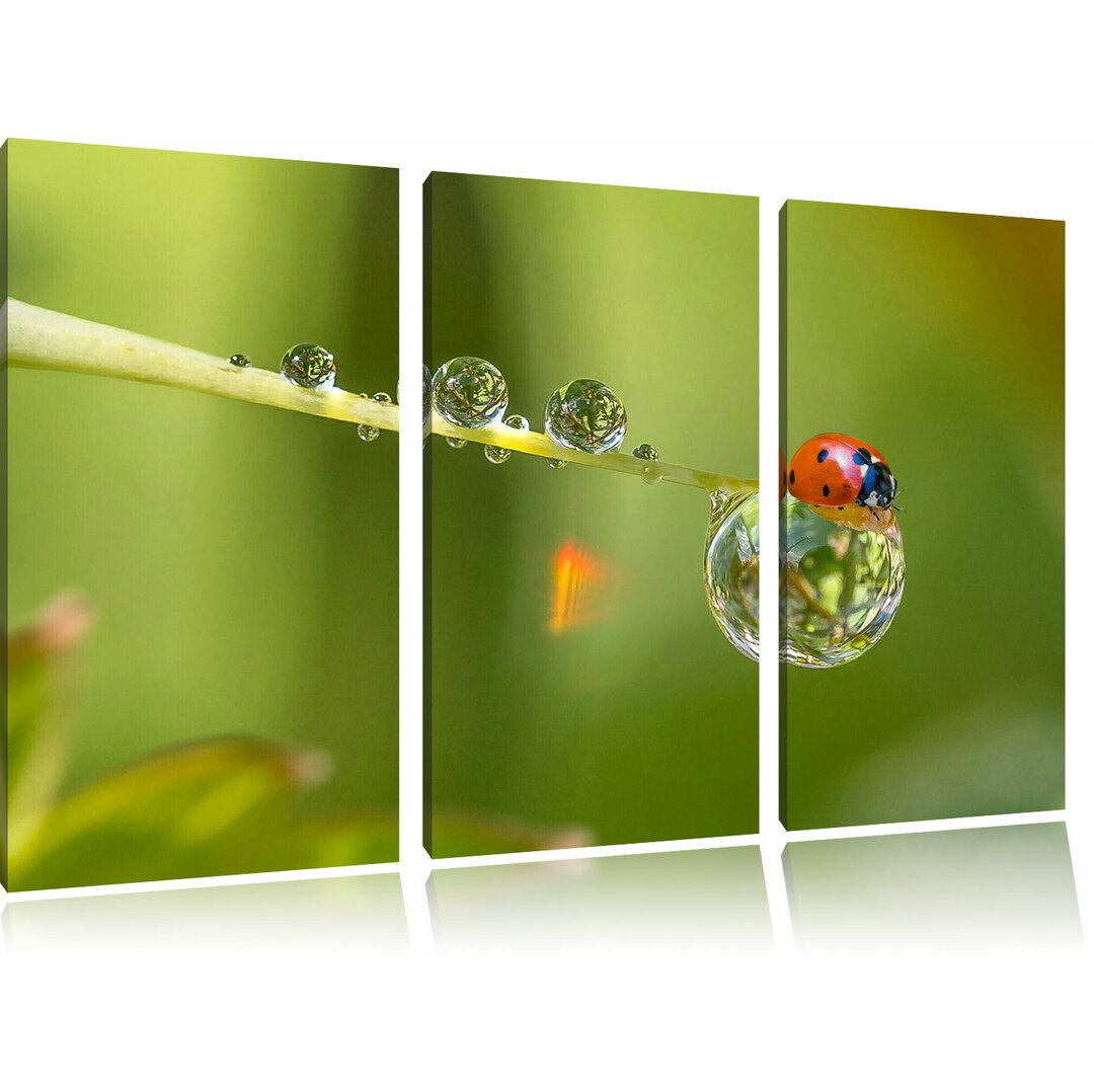 3-tlg. Leinwandbilder-Set Marienkaefer auf einen Wassertropfen, Fotodruck