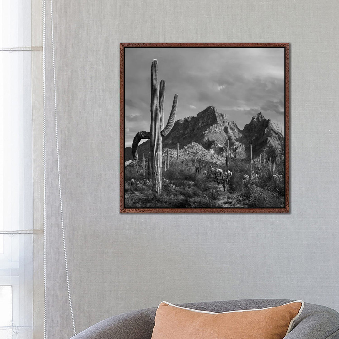 Saguaro Kakteen, Ajo Mountains, Organ Pipe Cactus National Monument, Arizona von Tim Fitzharris - Galerie-verpackte Lein...