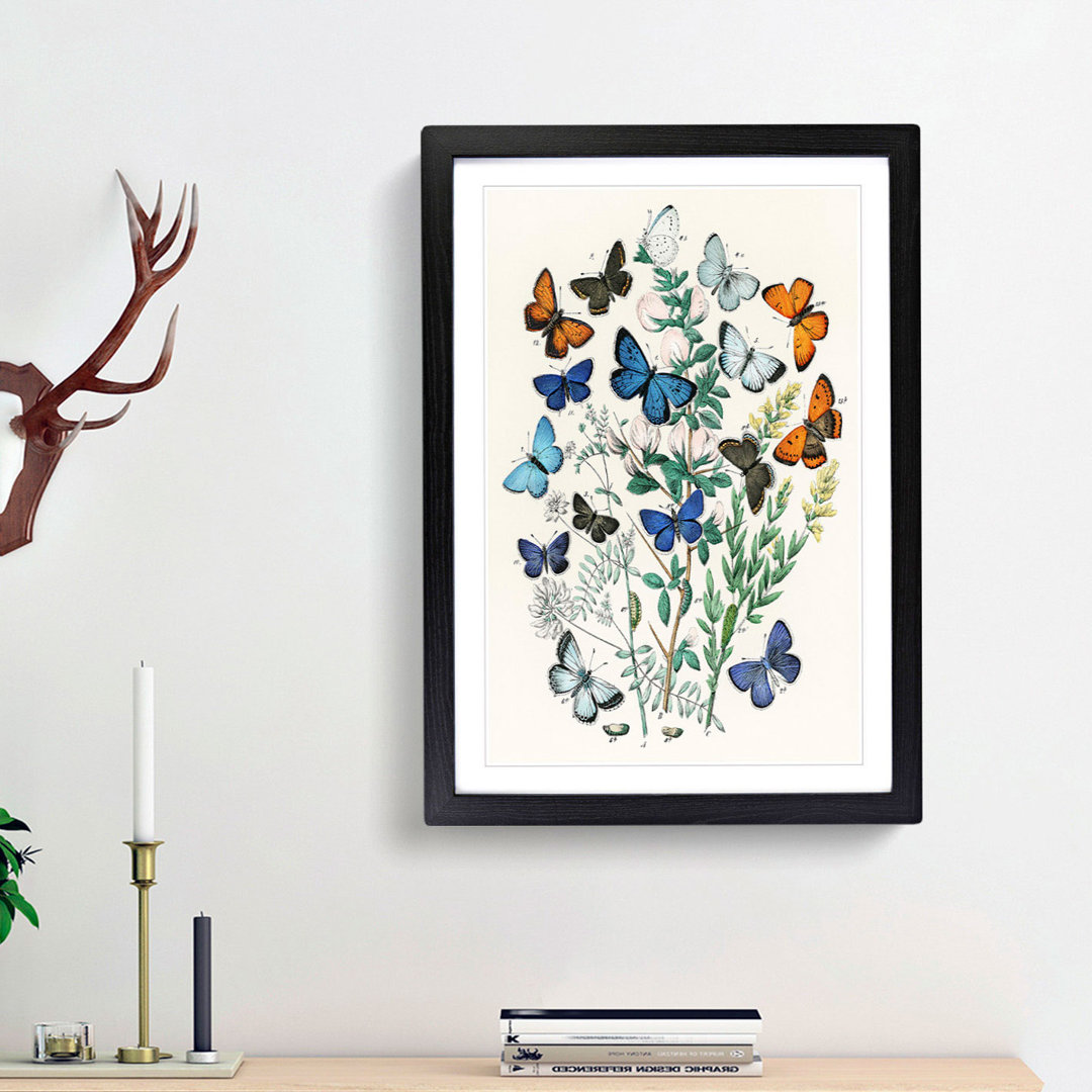 Butterflies & Moths by W.F. Kirby - Picture Frame Art Print