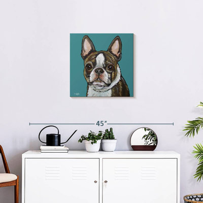Brampt Sasha Boston Terrier sur sarcelle