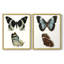 Papillons bleus antiques I - impression encadrée de qualité supérieure - prête à être accrochée - aucun clou requis - aucun clou requis-89008824-89008827