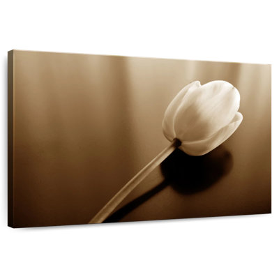 Tulipe Harnek sépia