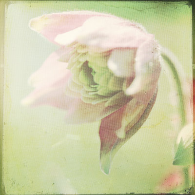 Sentiers pastel du douzième