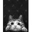 Curious Cat, reproduction encadrée avec passe-partout
