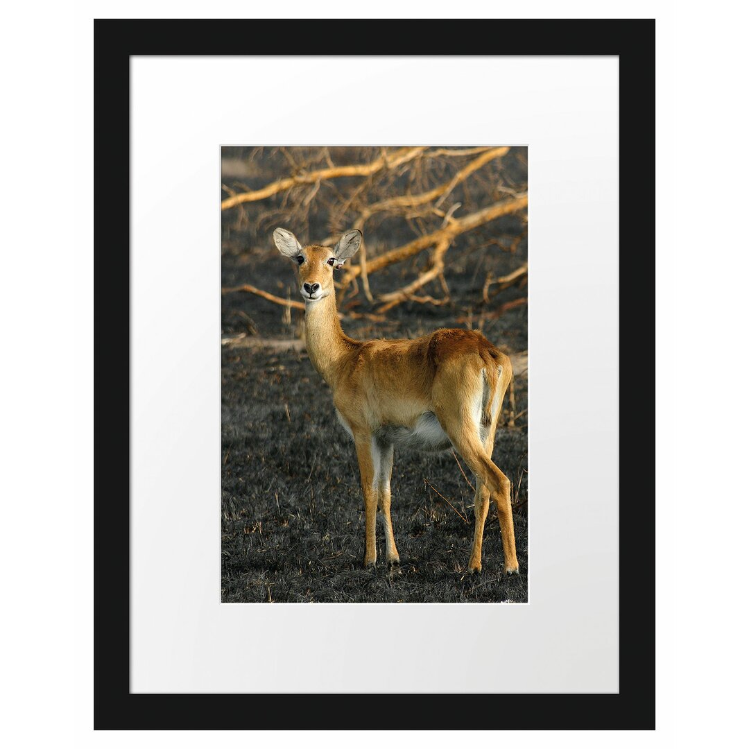 Gerahmtes Poster Weibliche Gazelle mit Jungtier