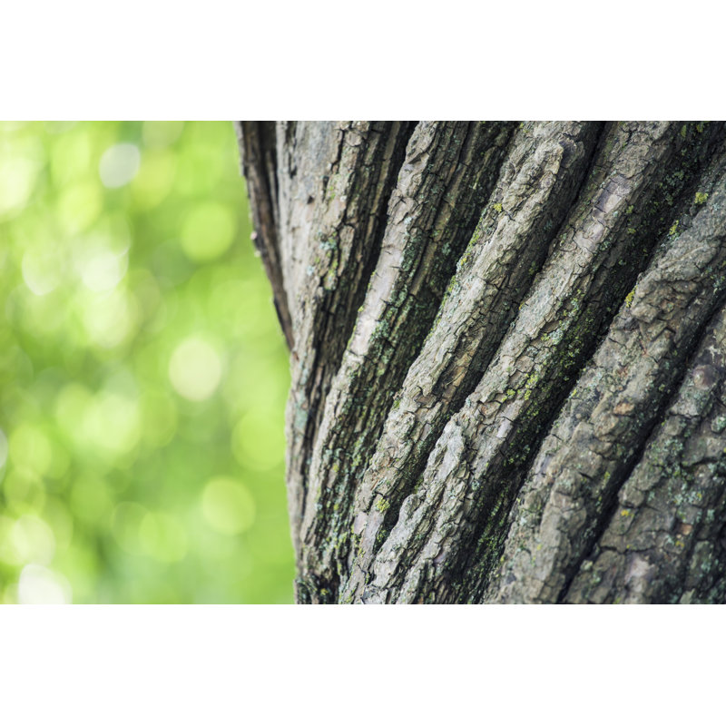 Coffre Old Willow par Aleroy4, H 20 po x l 30 po