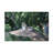 Bolog Bob Langrish Lionesses Laying Canvas Art-104135338