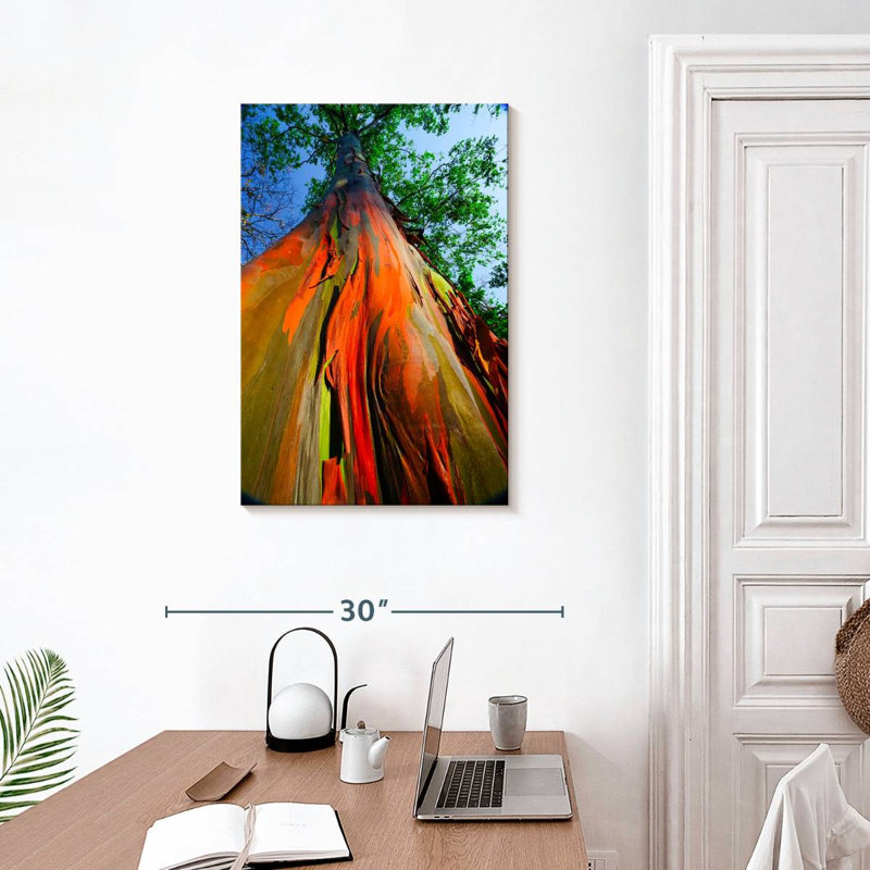 Eucalyptus arc-en-ciel, H 30 po x l 20 po
