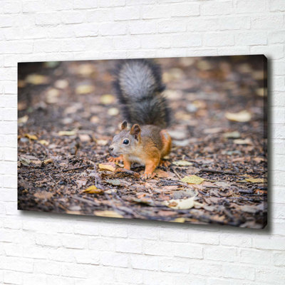 Squirrel - Wrapped Canvas Print