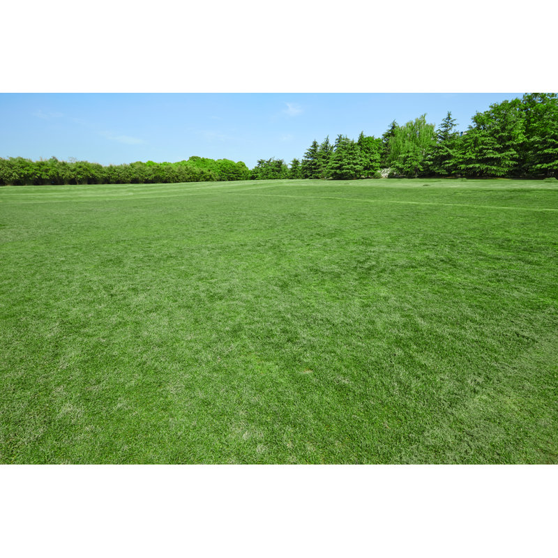 Green Grass On A Golf Field by Clark_fang - No Frame Art Prints on Canvas, 81cm H x 122cm W