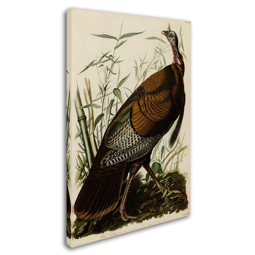 'American Wild Turkey Cock' by John James Audubon Graphic Art Print on Wrapped Canvas Bay Isle Home™ 